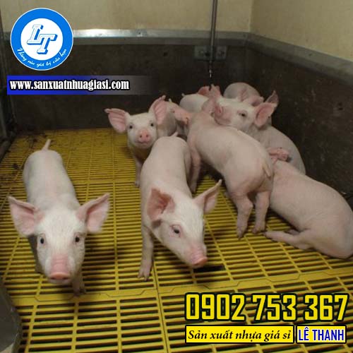 Lợi ích mà tấm sàn nhựa chăn nuôi heo mang lại Lợi ích mà tấm sàn nhựa chăn nuôi heo mang lại