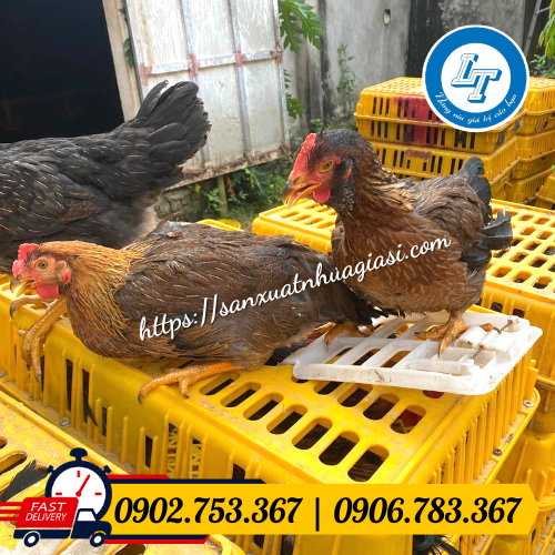 Lồng nhựa nhốt gà Lồng nhựa nhốt gà