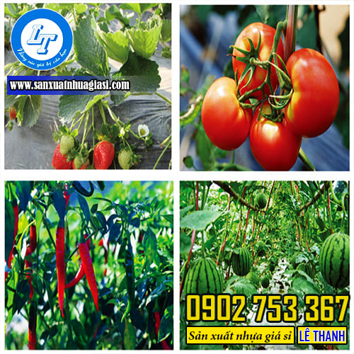 Lựa chọn màng phủ nông nghiệp phù hợp với khí hậu và cây trồng