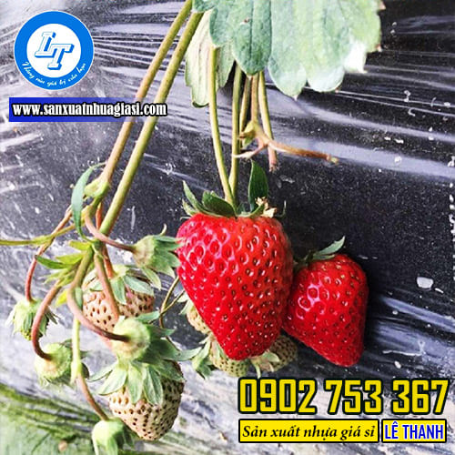 Chọn màng phủ nông nghiệp màu đen cho dâu tây