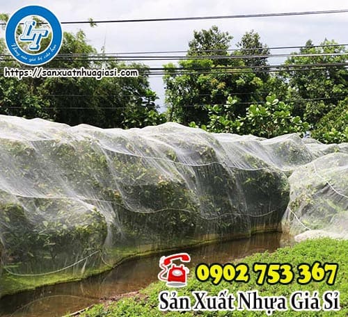 Ứng dụng lưới chắn côn trùng bảo vệ vườn mận