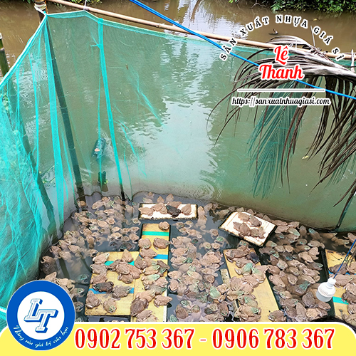 Lưới cọ xanh làm vèo nuôi ếch Lưới cọ xanh làm vèo nuôi ếch