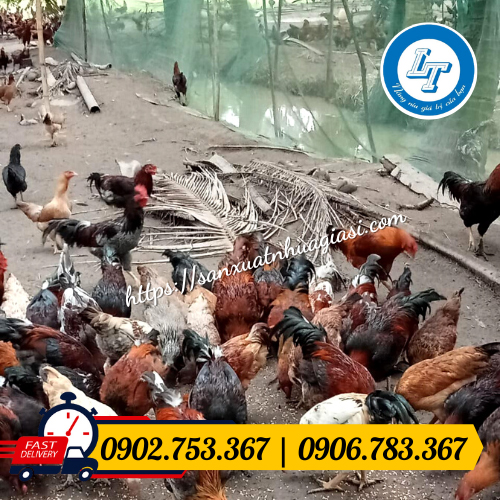 Công dụng của lưới ngăn gà vịt Công dụng của lưới ngăn gà vịt