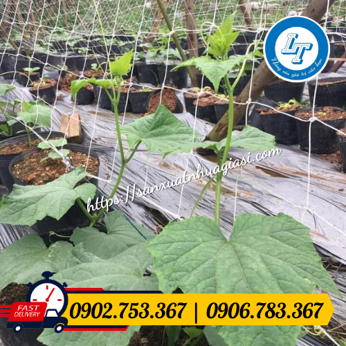 Lưới leo giàn dưa leo Lưới leo giàn dưa leo
