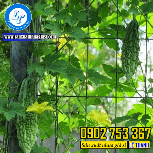 Lưới giúp định hướng cho cây trồng phát triển Lưới giúp định hướng cho cây trồng phát triển