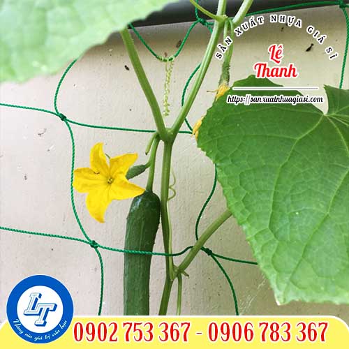 Lưới làm giàn leo bầu bí Lưới làm giàn leo bầu bí