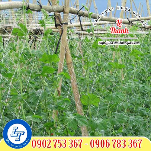 Lưới leo giàn giúp cây phát triển tốt Lưới leo giàn giúp cây phát triển tốt