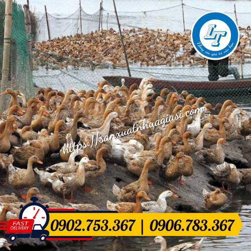 Lưới quây vịt Lưới quây vịt