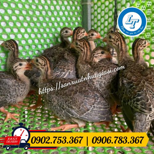 Lưới nhựa chuyên làm chuồng trại chăn nuôi Lưới nhựa chuyên làm chuồng trại chăn nuôi