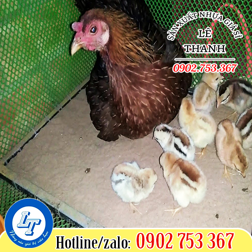 Lưới mắt cáo bao quanh chuồng gà