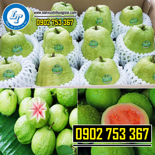 Lưới xốp bọc ổi giúp quả không bị rám nắng, dập khi vận chuyển