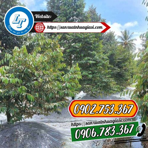 Màng nilon phủ gốc sầu riêng được ứng dụng trong nông nghiệp Màng nilon phủ gốc sầu riêng được ứng dụng trong nông nghiệp