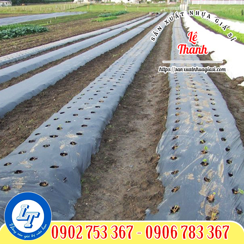 Màng phủ nông nghiệp có đục lỗ trong nông nghiệp Màng phủ nông nghiệp có đục lỗ trong nông nghiệp