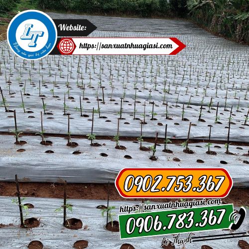 Tuổi thọ của màng phủ nông nghiệp là bao lâu Tuổi thọ của màng phủ nông nghiệp là bao lâu