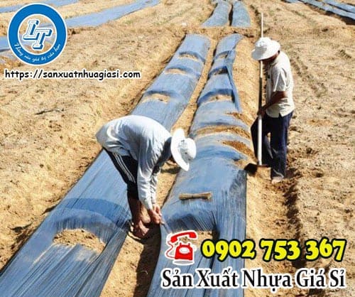 Màng phủ được ứng dụng nhiều trong nông nghiệp