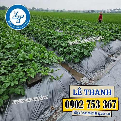 Màng phủ nông nghiệp 1m2 thích hợp trồng cây ngắn hạn