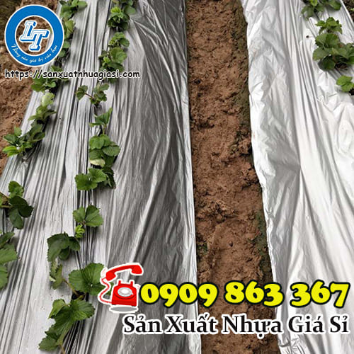 Màng phủ nông nghiệp có bạc phản quang chất lượng tại Lê Thanh Màng phủ nông nghiệp có bạc phản quang chất lượng tại Lê Thanh