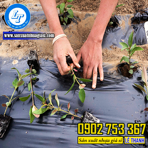 Ưu điểm khi sử dụng màng phủ nông nghiệp có đục lỗ