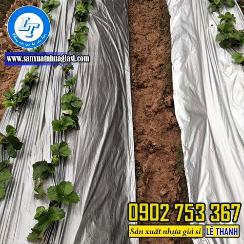 Màng phủ có bạc phản quang giúp cây trồng sinh trưởng tốt hơn