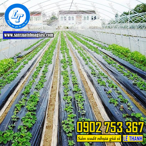 Màng phủ nông nghiệp giúp cây trồng phát triển mạnh mẽ