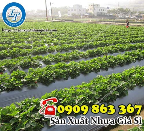 Màng phủ nông nghiệp giúp cây trồng phát triển tốt hơn Màng phủ nông nghiệp giúp cây trồng phát triển tốt hơn