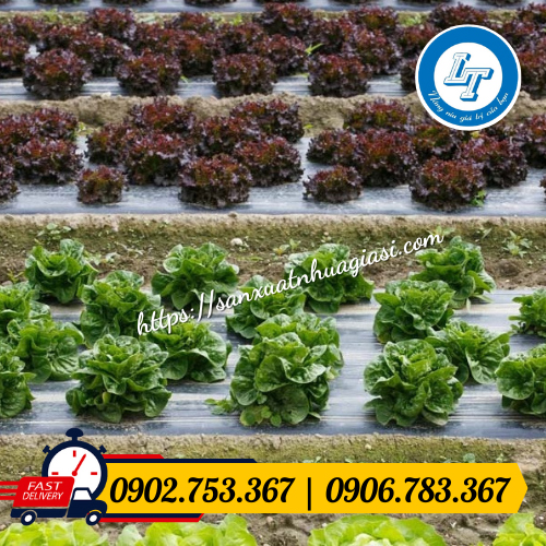 Màng phủ nông nghiệp giúp nâng cao năng suất cây trồng Màng phủ nông nghiệp giúp nâng cao năng suất cây trồng