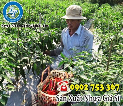 Màng phủ nông nghiệp giúp tăng năng suất cho cây ớt