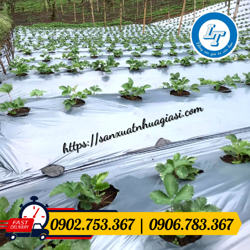 Màng phủ mặt bạc có tác dụng phản quang tốt Màng phủ mặt bạc có tác dụng phản quang tốt