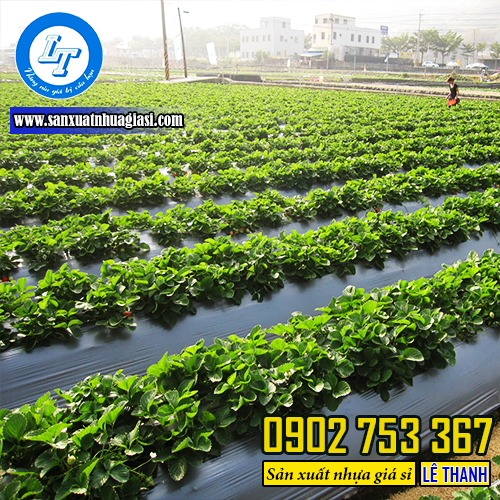 Màng phủ nông nghiệp giúp cây trồng phát triển tốt hơn