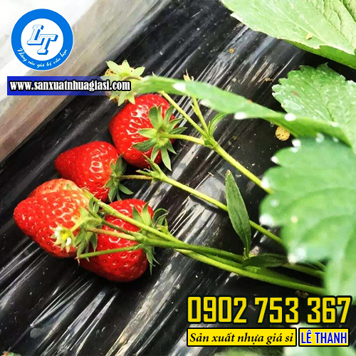 Màng phủ nông nghiệp màu đen trong vụ mùa