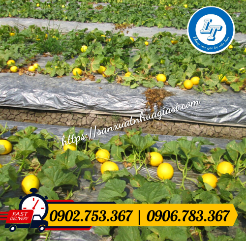 Màng phủ nông nghiệp dùng cho cây dưa hấu Màng phủ nông nghiệp dùng cho cây dưa hấu