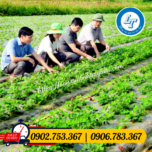 Sử dụng màng phủ cho cây trồng Sử dụng màng phủ cho cây trồng