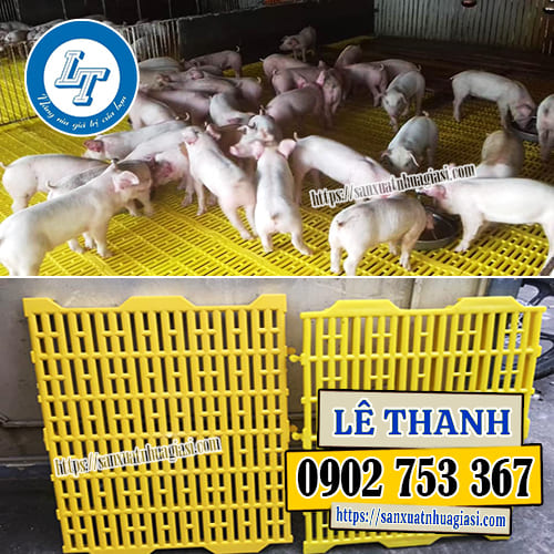 Mô hình chăn nuôi heo hiện đại