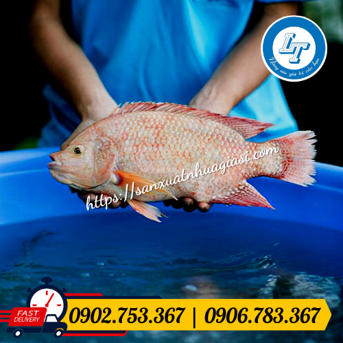 Mô hình nuôi cá bằng tank nhựa tròn giúp tiết kiệm chi phí Mô hình nuôi cá bằng tank nhựa tròn giúp tiết kiệm chi phí