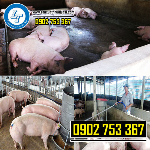 Mô hình nuôi heo trực tiếp trên nền đất, xi măng