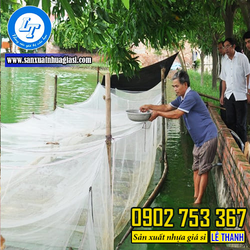 Mô hình nuôi ếch bằng lưới cước