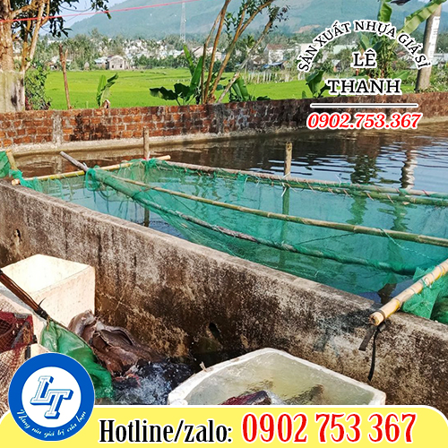 Mô hình nuôi ếch, lươn, ốc trong tráng lưới Mô hình nuôi ếch, lươn, ốc trong tráng lưới mang lại kinh tế cao