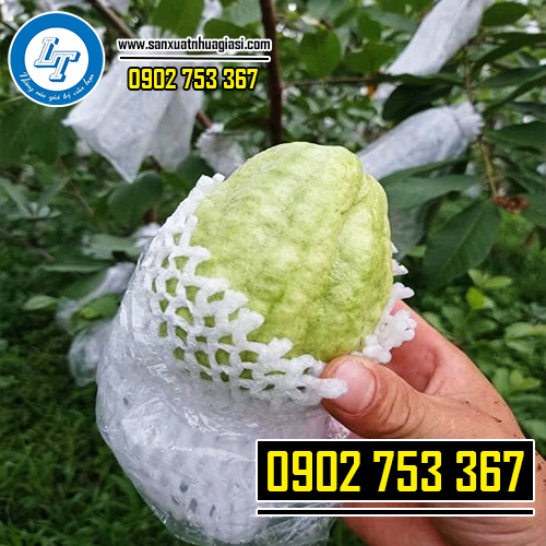 Sử dụng bao xốp lưới bọc quả khi trái còn nhỏ