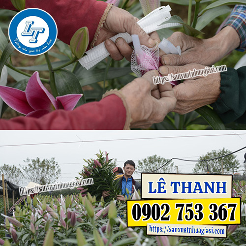 Người nông dân đang sử dụng lưới chụp đầu bông