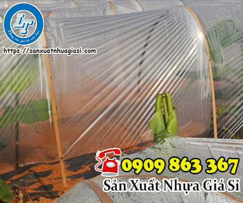 Màng nhà kính giúp cây phát triển tốt hơn