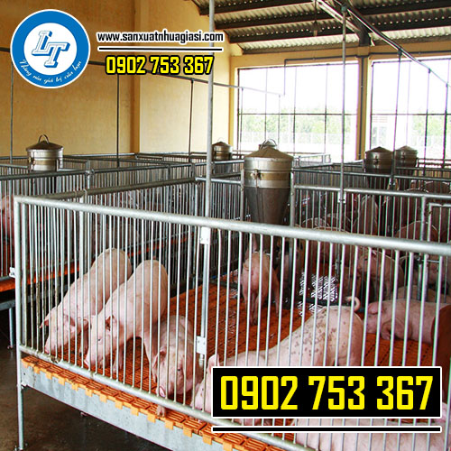 Sử dụng sàn nhựa nuôi heo giúp ngăn chặn dịch bệnh