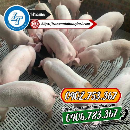 Nuôi heo bằng mô hình cải tiến mới Nuôi heo bằng mô hình cải tiến mới