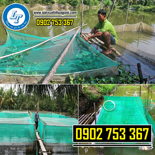 Nuôi lươn trong lồng lưới giúp mang lại hiệu quả kinh tế cao