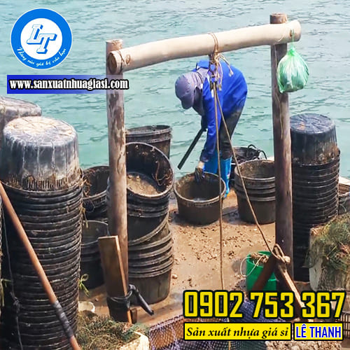 Nên lựa chọn rổ nhựa nuôi ngao chất lượng