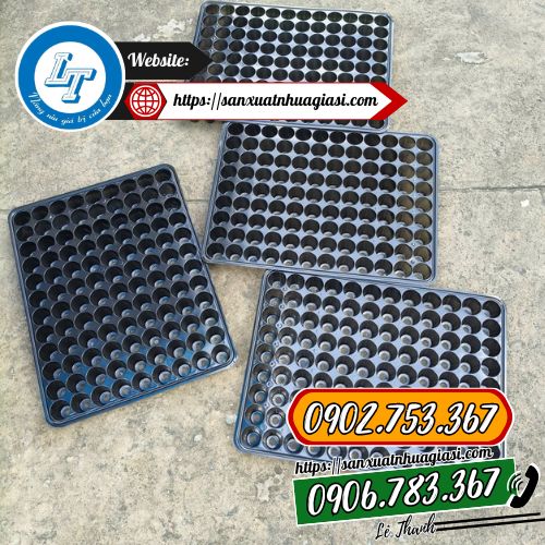 Phân phối sỉ vỉ ươm tròn Phân phối sỉ vỉ ươm tròn