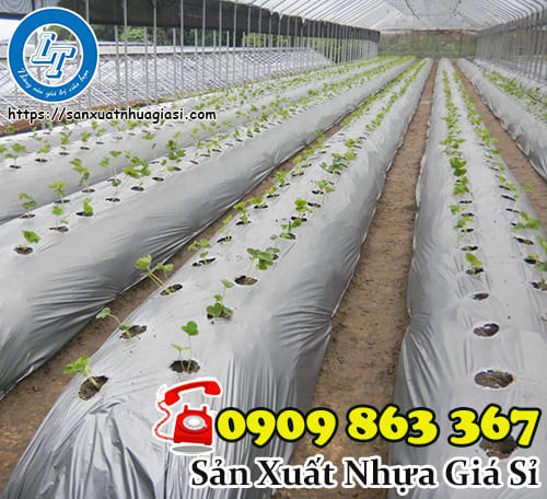 Quy cách màng phủ nông nghiệp có bạc phản quang trên bề mặt Quy cách màng phủ nông nghiệp có bạc phản quang trên bề mặt