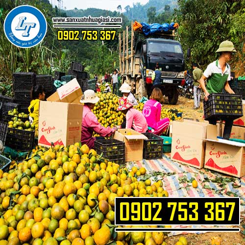 Rổ nhựa đựng trái cây