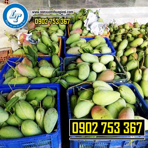 Rổ nhựa đóng xoài 28kg, 30kg