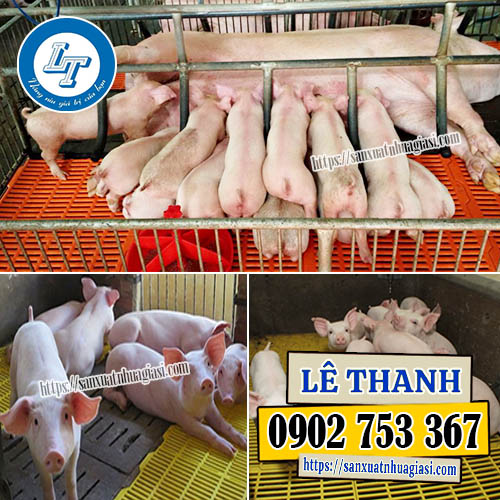 Sàn nhựa 40x55cm nuôi heo con