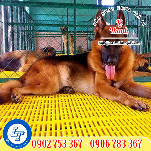 Sàn nhựa lót chuồng chó trong trang trại Sàn nhựa lót chuồng chó trong trang trại